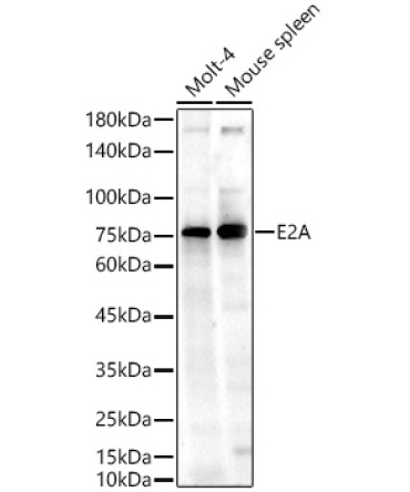 E2A Rabbit Polyclonal Antibody