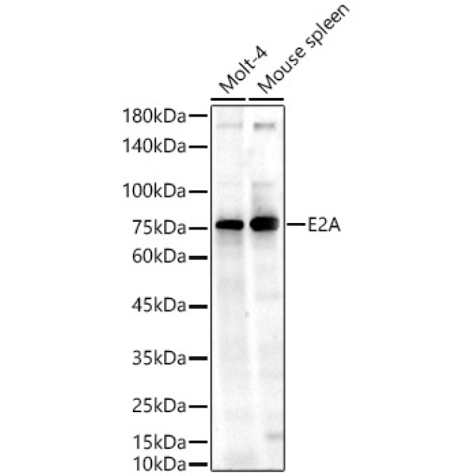 E2A Rabbit Polyclonal Antibody
