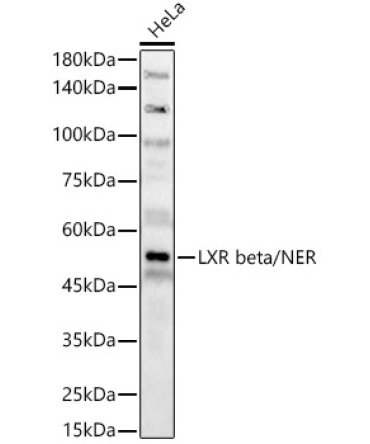 LXR beta/NER Rabbit Polyclonal Antibody