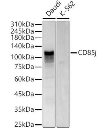 CD85j Rabbit Polyclonal Antibody