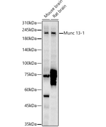 Munc 13-1 Rabbit Polyclonal Antibody
