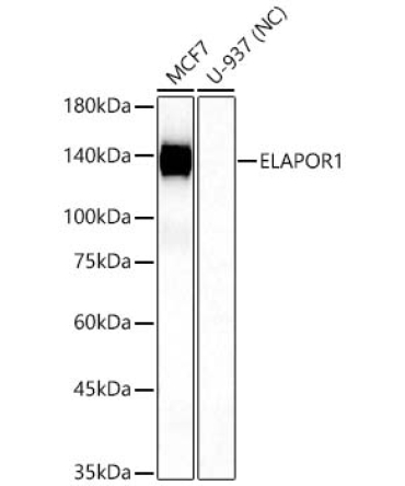 ELAPOR1 Rabbit Polyclonal Antibody