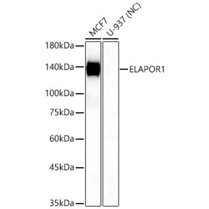 ELAPOR1 Rabbit Polyclonal Antibody