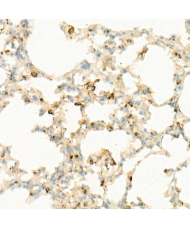 IL7 Rabbit Monoclonal Antibody