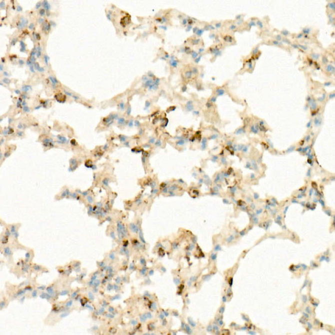 IL7 Rabbit Monoclonal Antibody