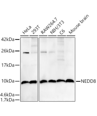 NEDD8 Rabbit Monoclonal Antibody
