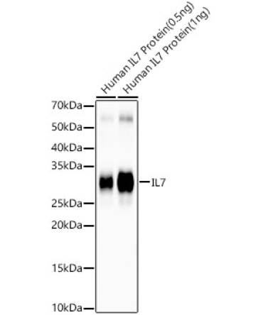 IL7 Rabbit Monoclonal Antibody