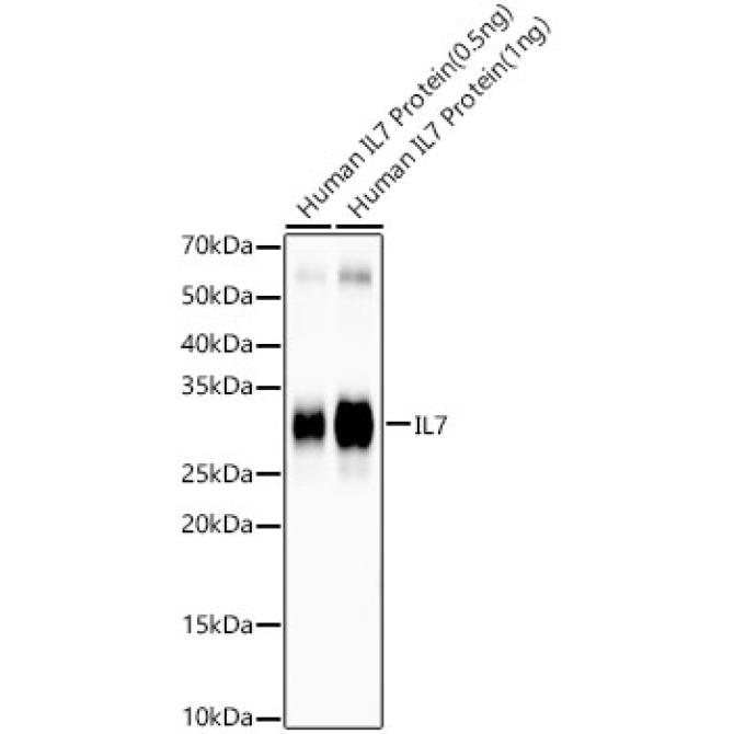 IL7 Rabbit Monoclonal Antibody