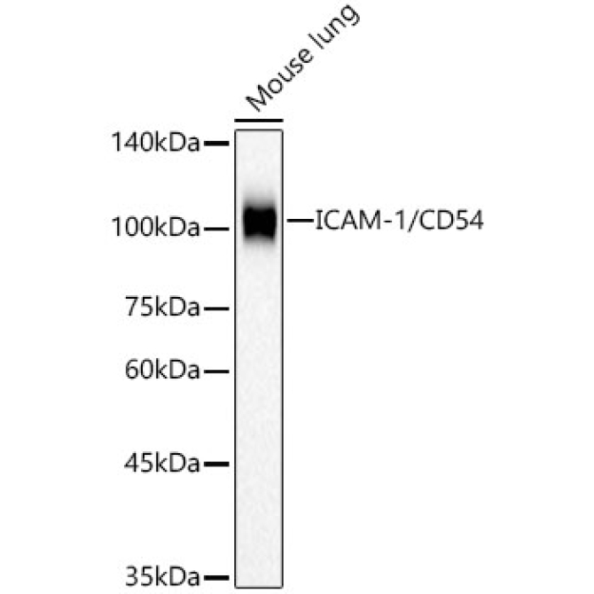 ICAM-1/CD54 Rabbit PolyMonoclonal Antibody?