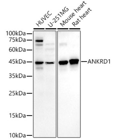ANKRD1 Rabbit PolyMonoclonal Antibody?