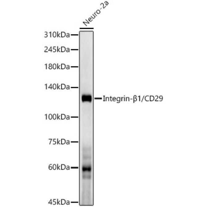 Integrin-Beta1/CD29 Rabbit PolyMonoclonal Antibody?