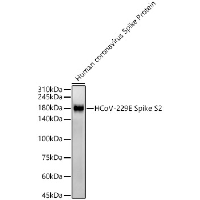 HCoV-229E Spike S2 Rabbit Monoclonal Antibody