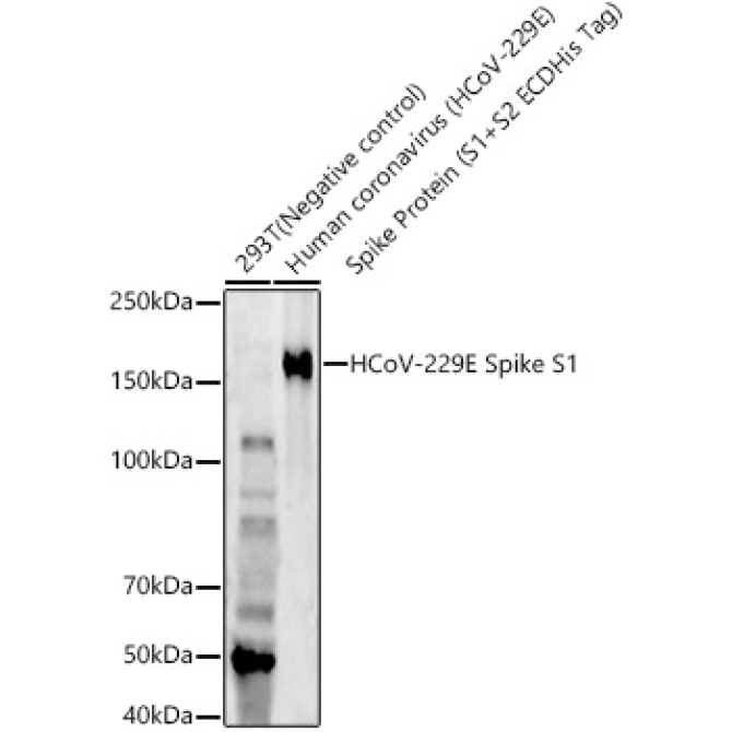 HCoV-229E Spike S1 Rabbit Monoclonal Antibody