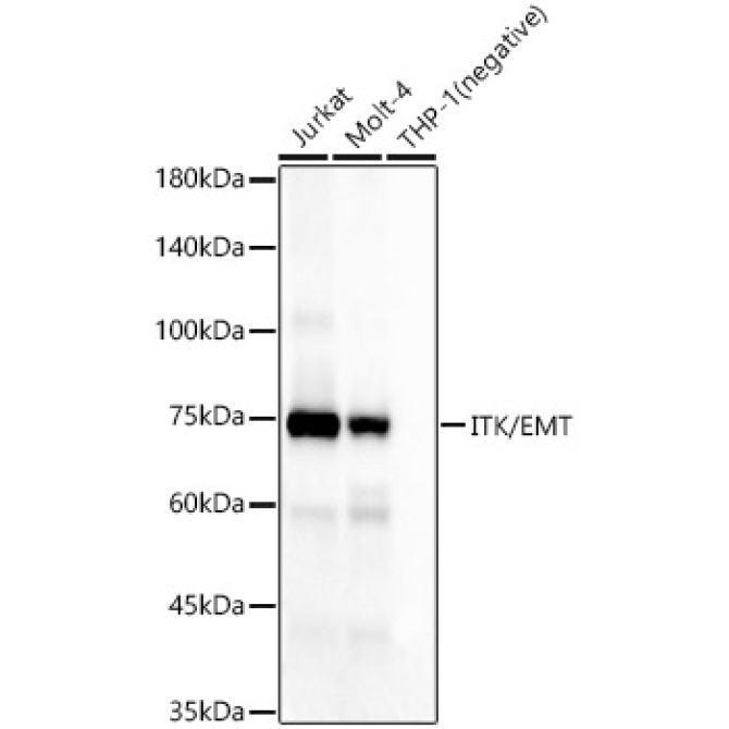 ITK/EMT Rabbit Monoclonal Antibody