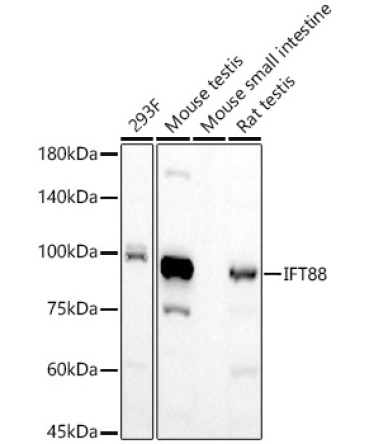 IFT88 Rabbit Monoclonal Antibody