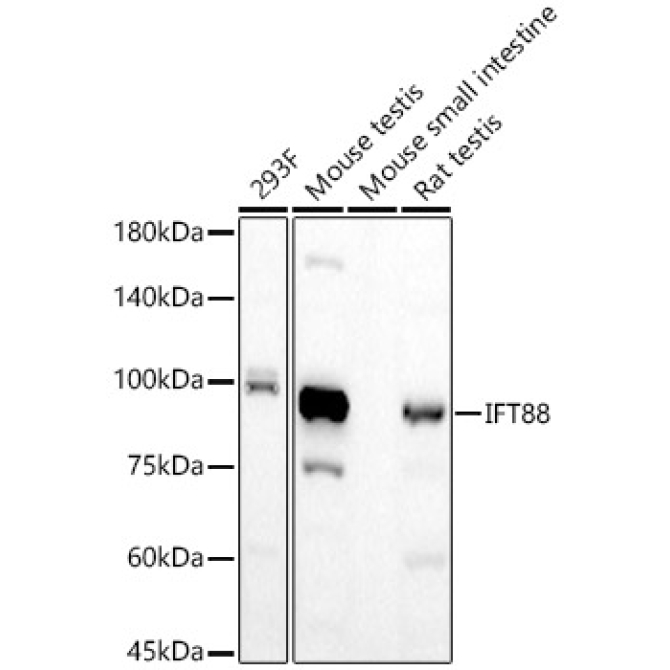 IFT88 Rabbit Monoclonal Antibody