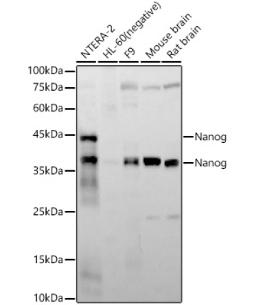 Nanog Rabbit Monoclonal Antibody