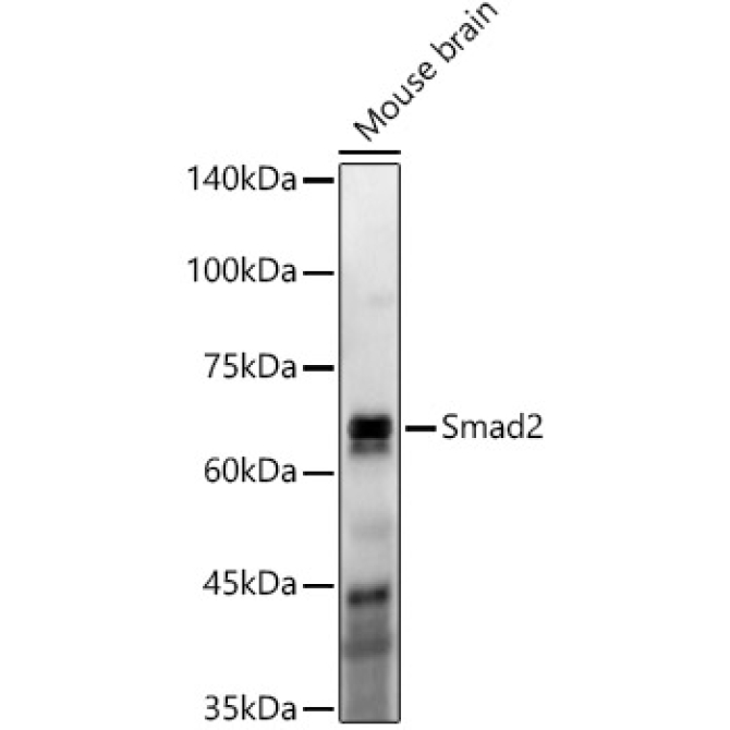 Smad2 Rabbit Monoclonal Antibody [KO Validated]