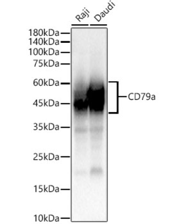 CD79a Rabbit PolyMonoclonal Antibody?