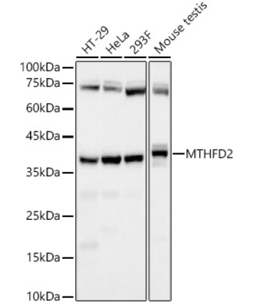 MTHFD2 Rabbit Monoclonal Antibody