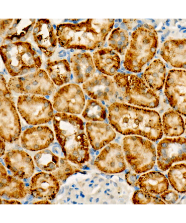 FUNDC1 Rabbit Monoclonal Antibody