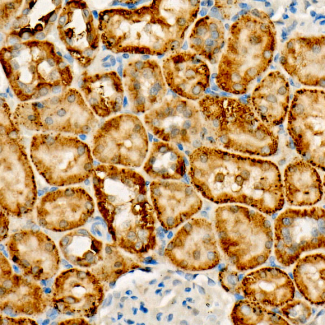 FUNDC1 Rabbit Monoclonal Antibody