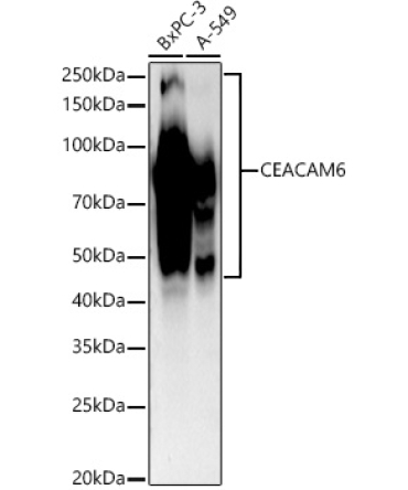 CEACAM6 Rabbit Monoclonal Antibody