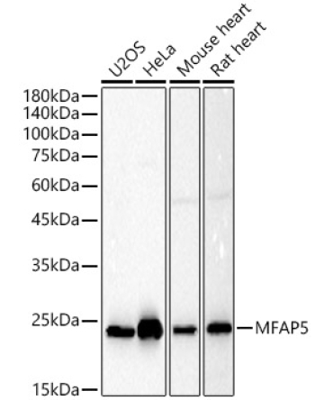MFAP5 Rabbit Polyclonal Antibody