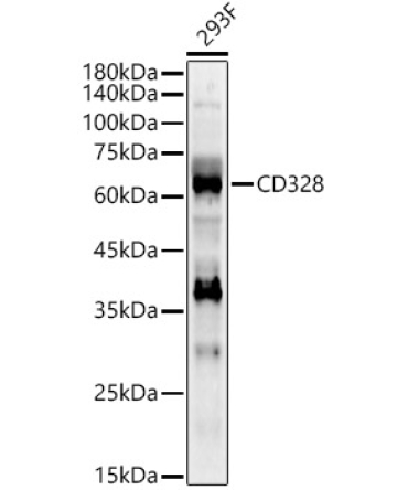 CD328 Rabbit Polyclonal Antibody