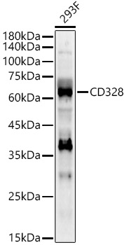 CD328 Rabbit Polyclonal Antibody