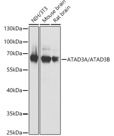 ATAD3A/ATAD3B Rabbit Polyclonal Antibody