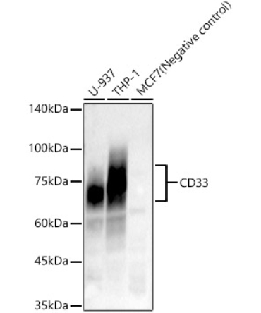 CD33 Rabbit Monoclonal Antibody