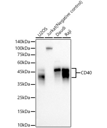 CD40 Rabbit Monoclonal Antibody