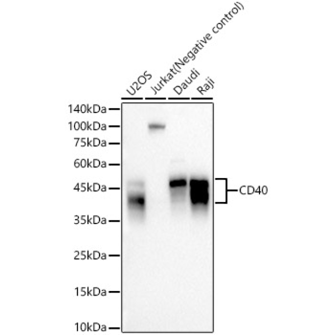 CD40 Rabbit Monoclonal Antibody