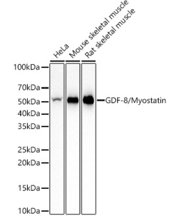 GDF-8/Myostatin Rabbit Monoclonal Antibody