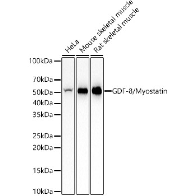 GDF-8/Myostatin Rabbit Monoclonal Antibody