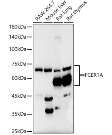 FceR1 alpha Rabbit Monoclonal Antibody