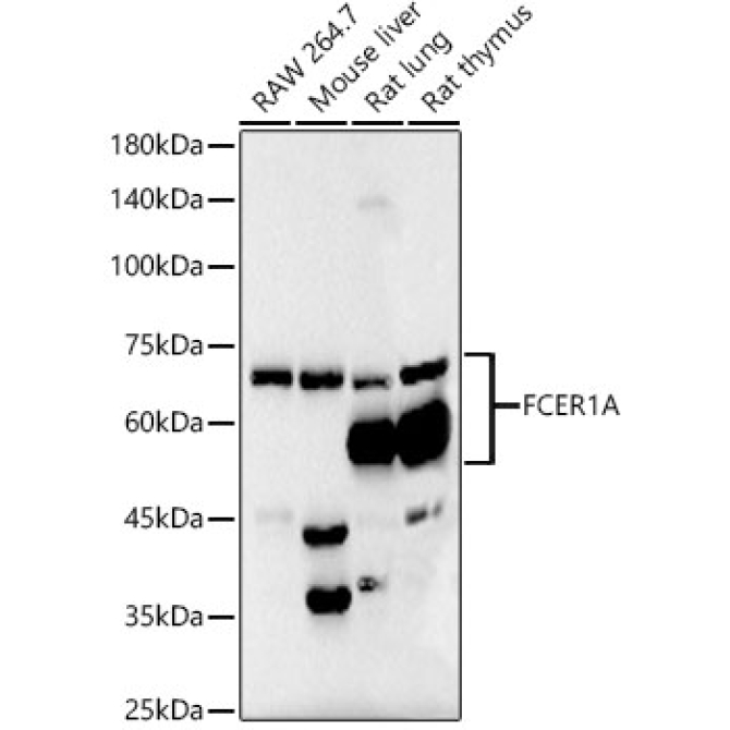 FceR1 alpha Rabbit Monoclonal Antibody