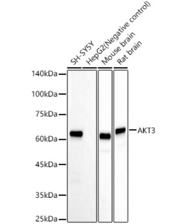 AKT3 Rabbit Monoclonal Antibody