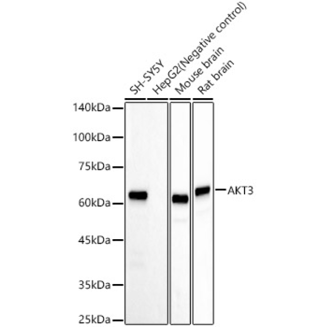 AKT3 Rabbit Monoclonal Antibody
