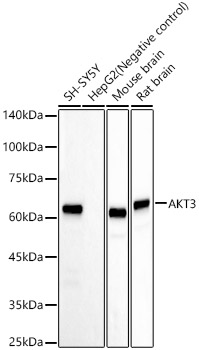 AKT3 Rabbit Monoclonal Antibody
