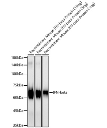 IFN-beta Rabbit Monoclonal Antibody