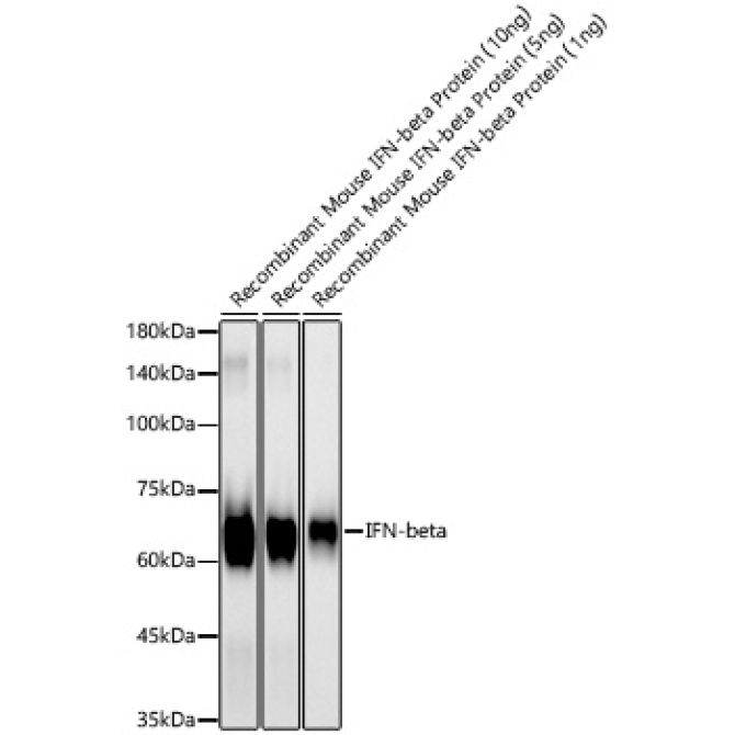 IFN-beta Rabbit Monoclonal Antibody