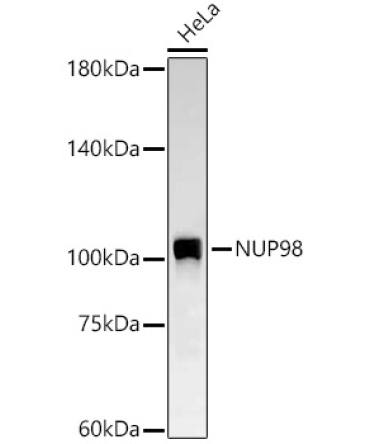 NUP98 Rabbit Monoclonal Antibody