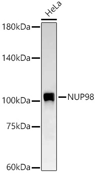 NUP98 Rabbit Monoclonal Antibody