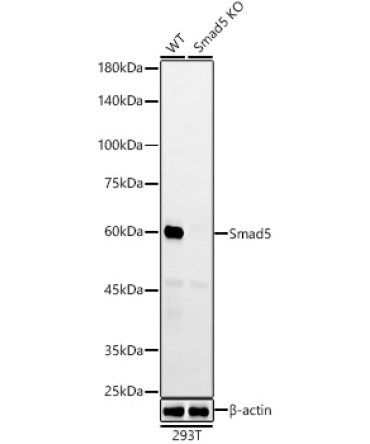 Smad5 Rabbit Monoclonal Antibody [KO Validated]