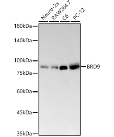 BRD9 Rabbit Monoclonal Antibody