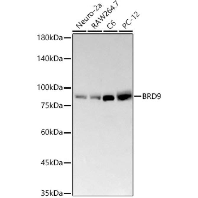 BRD9 Rabbit Monoclonal Antibody