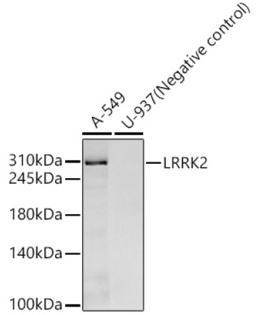 LRRK2 Rabbit Monoclonal Antibody