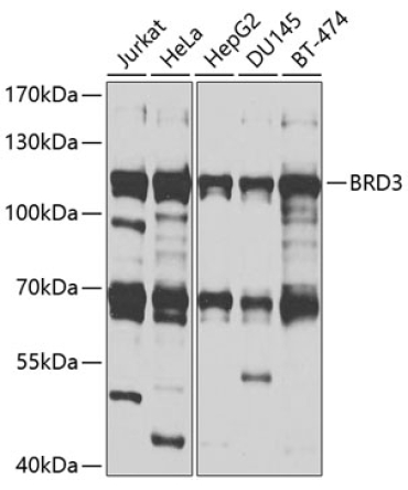 BRD3 Rabbit Polyclonal Antibody